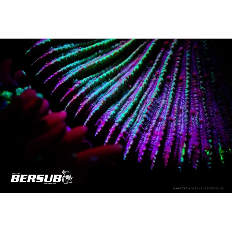 FLUORDIVE Filtre Jaune Pour Masque - Big Blue 3 FLUORDIVE Filtre Jaune Pour Masque - Big Blue – Image 3