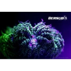 FLUORDIVE Filtre Jaune Pour Masque - Big Blue 8 FLUORDIVE Filtre Jaune Pour Masque - Big Blue -Mares Magasin fluordive filtre jaune pour masque big blue 3