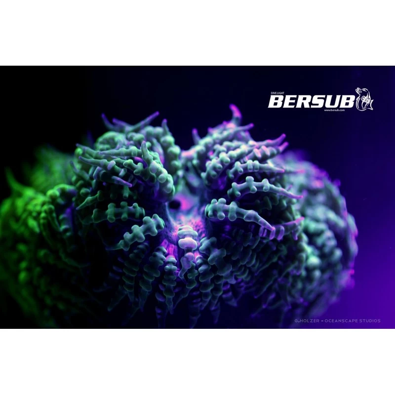 FLUORDIVE Filtre Jaune Pour Masque - Big Blue 4 FLUORDIVE Filtre Jaune Pour Masque - Big Blue – Image 4