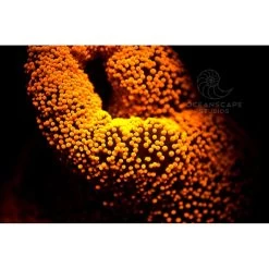 FLUORDIVE Filtre Jaune Pour Masque - Big Blue 9 FLUORDIVE Filtre Jaune Pour Masque - Big Blue -Mares Magasin fluordive filtre jaune pour masque big blue 4