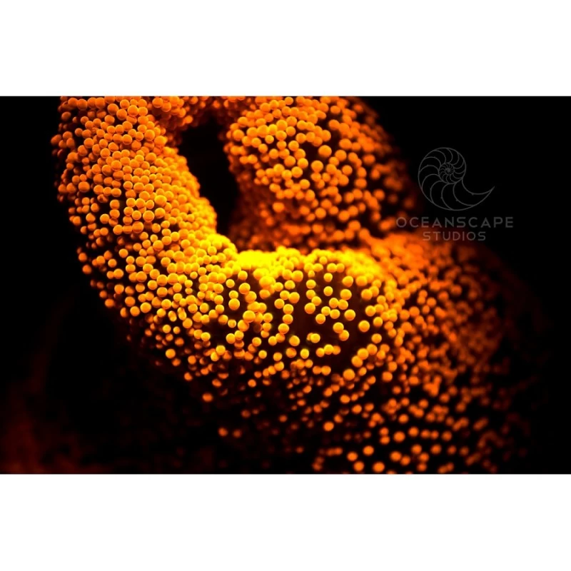 FLUORDIVE Filtre Jaune Pour Masque - Big Blue 5 FLUORDIVE Filtre Jaune Pour Masque - Big Blue – Image 5